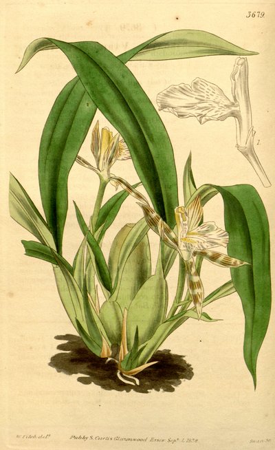 Illustration von Aspasia variegata von Walter Hood Fitch